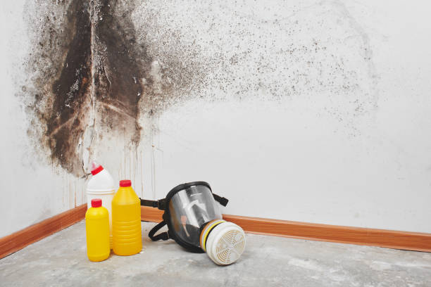 Best Mold Remediation Experts  in Nanticoke, PA
