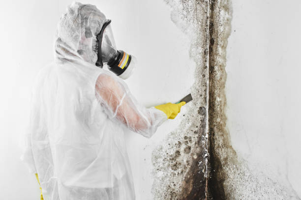 Best Black Mold Removal  in Nanticoke, PA