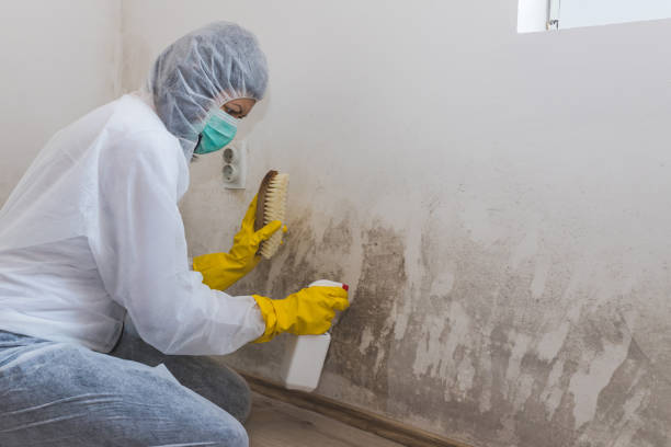 Best Mold Removal Company Near Me  in Nanticoke, PA