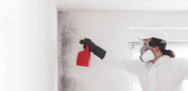 Best Commercial Mold Removal  in Nanticoke, PA