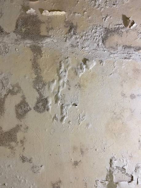 Best Affordable Mold Removal  in Nanticoke, PA