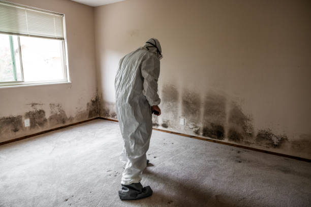 Best Affordable Mold Removal  in Nanticoke, PA